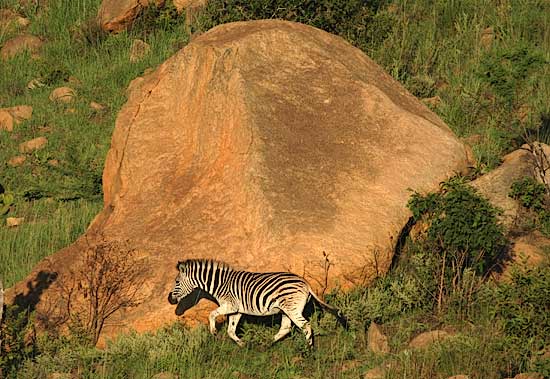 Zebra dwarfed by boulder