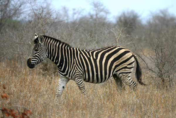 Zebra walking, side view