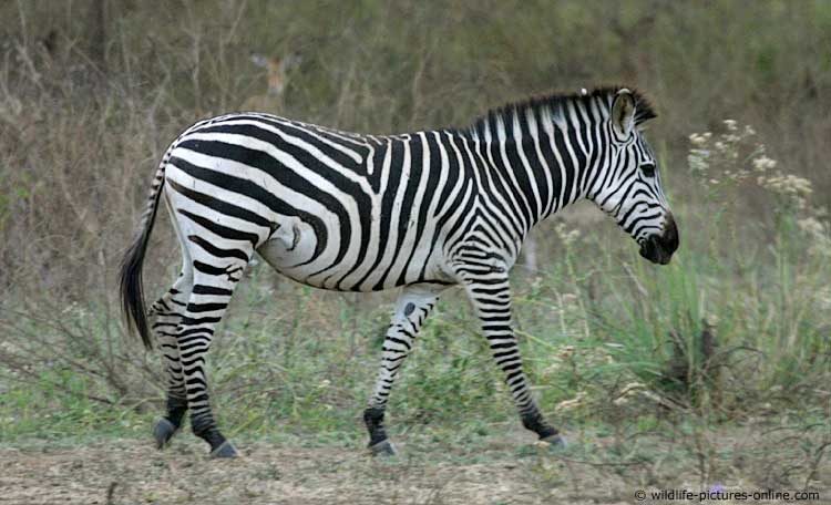 An introduction and background of the plains zebra