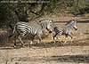 Zebra on the run