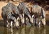 Zebra group drinking