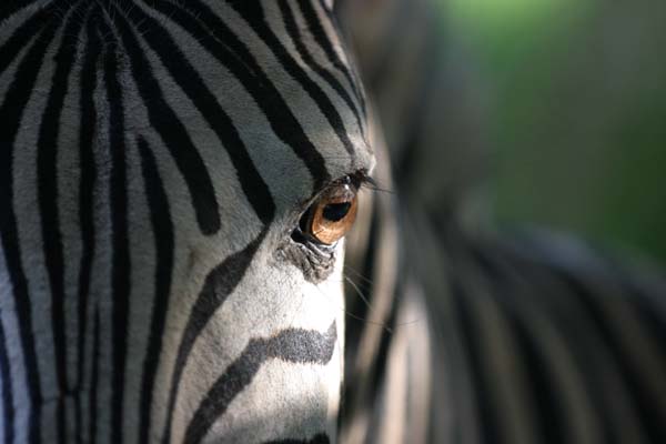 Zebra portrait extreme close-up