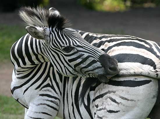 Photo Details: Burchell's Zebra (Equus burchelli) nibbling the tip of its 