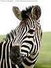 Zebra close-up, Tala Game Reserve, S Africa