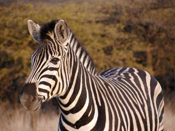 Zebra standing against forest backdrop