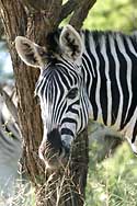 Zebra head shot
