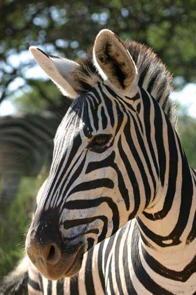 Zebra close-up of head and torso