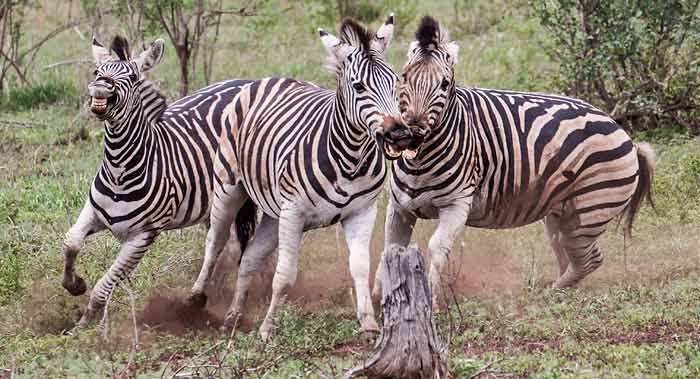 Agressive Zebra stallions, Kruger National Park