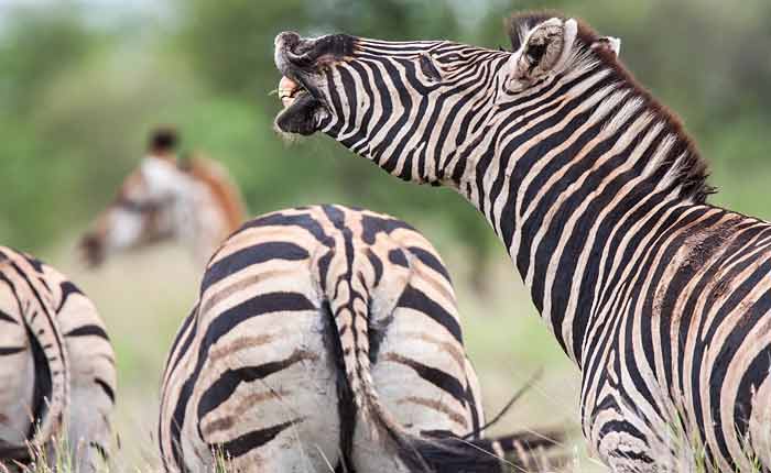 Zebras and giraffe, Kruger National Park