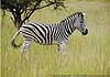 Photo of lone zebra