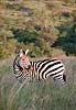Picture of zebra standing