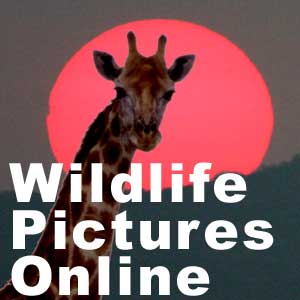 www.wildlife-pictures-online.com