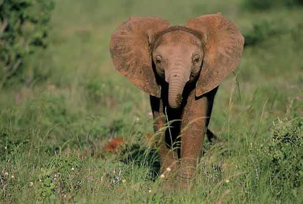 Elephant calf with ears outstretched