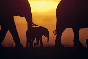 Elephants walking