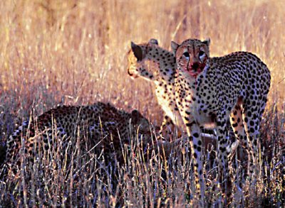 cheetahs on kill