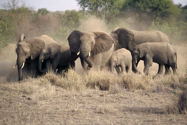 Elephant female herd
