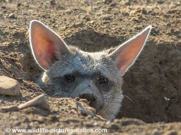 Aardwolf Peers from Burrow, Mashatu Game Reserve, Botswana