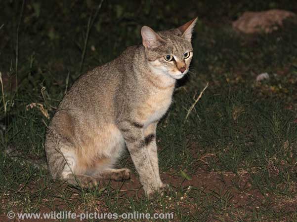 African wild cat resting on its haunches, Kruger National Park, South Africa