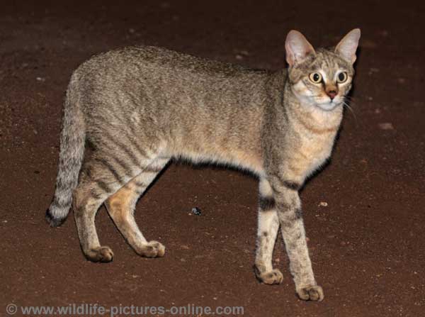 African wild cat standing side on, Kruger National Park, South Africa