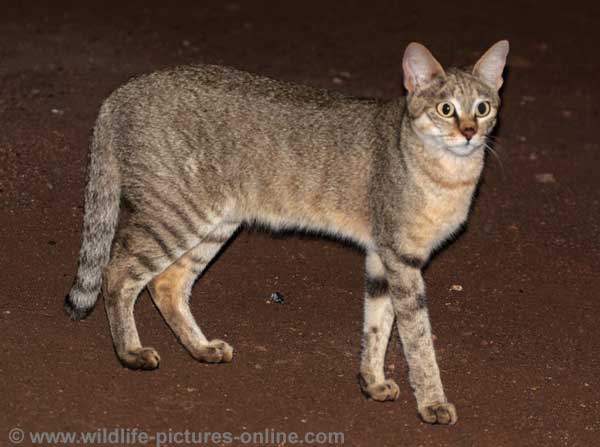 african sand cat