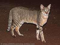 African Wildcat