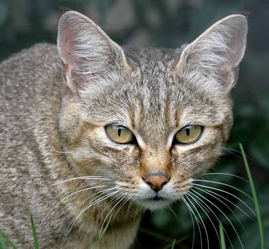 African wild cat, close-up