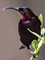 Amethyst sunbird