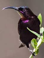 Amethyst sunbird