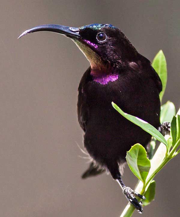 Amethyst sunbird, Curry's Post, South Africa