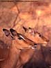 Impala ewes, Kruger Park, South Africa