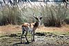 Red Lechwe, Okavango Delta, Botswana