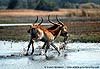 Red Lechwe rams, Okavango Delta, Botswana
