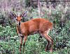 Steenbuck ram, Kruger Park, South Africa