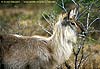 Female waterbuck