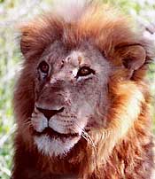Lion portrait
