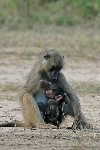 baboon suckling its baby