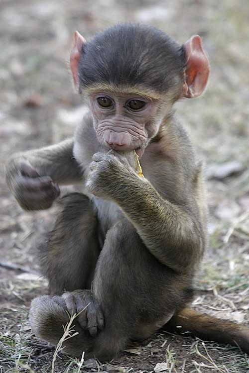 Baby baboon