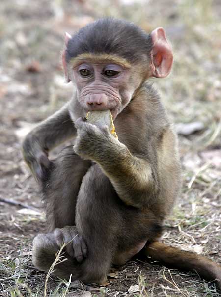 Baby Chacma baboon