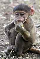 Baby baboon, Victoria Falls, Zambia