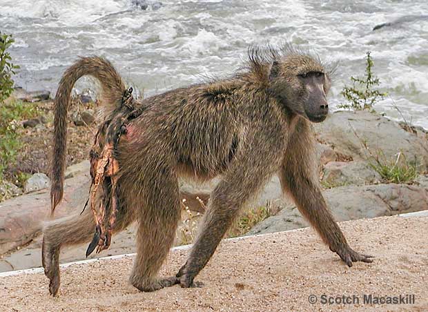 Baboon mother carrying remains of dead baby