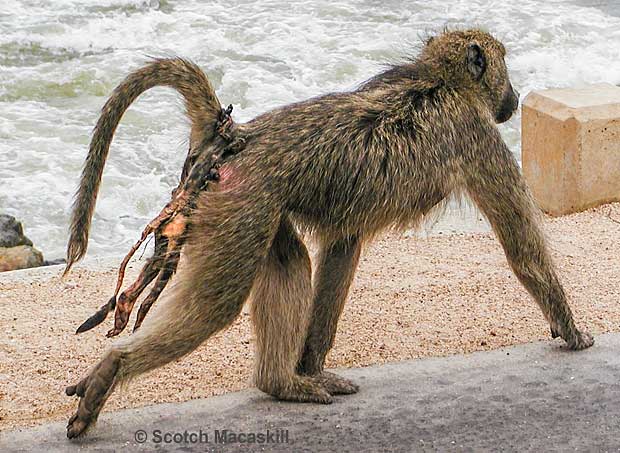 Baboon mother with remains of dead infant clearly visible on her back