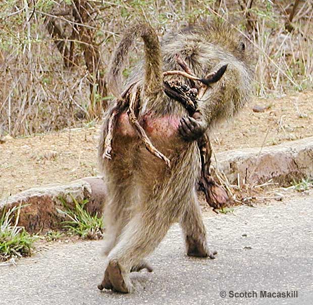 Baboon adjusting remains of dead infant on her back