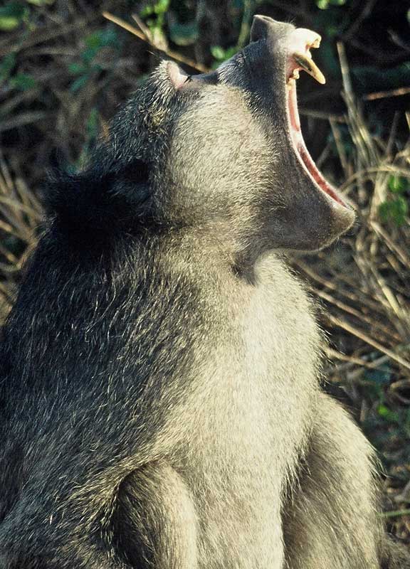 Baboon showing its teeth