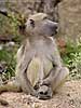 Baboon seated, Kruger Park, South Africa