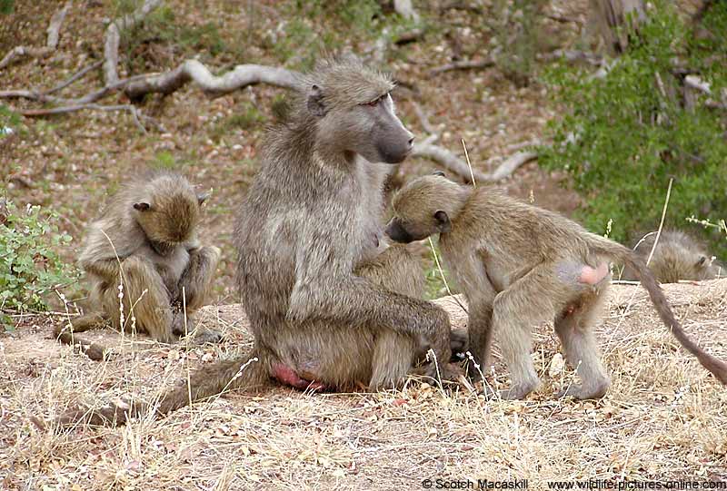 Baboon group