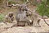 Picture of baboon group, Kruger Park, South Africa