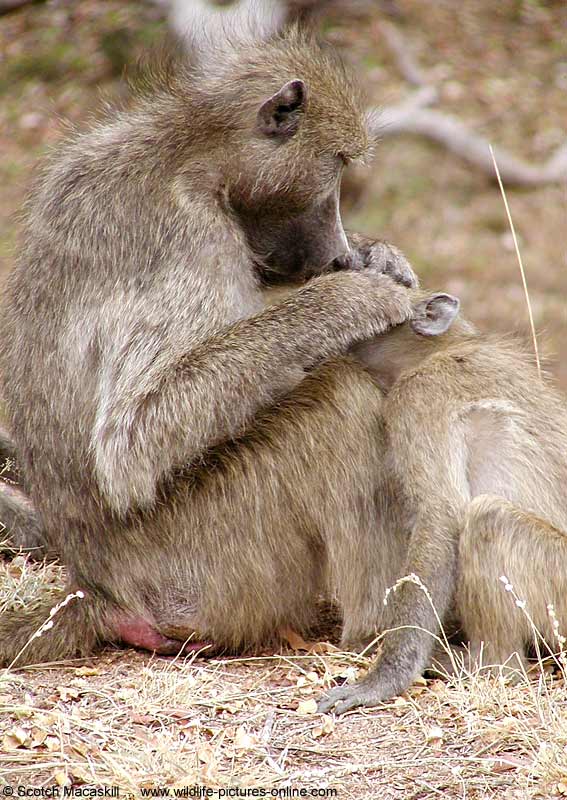 Baboon grooming youngster