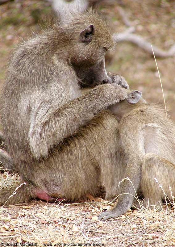 Baboon grooming youngster