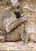 Photo of baboon grooming