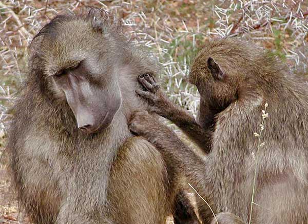 Baboon grooming member of troop